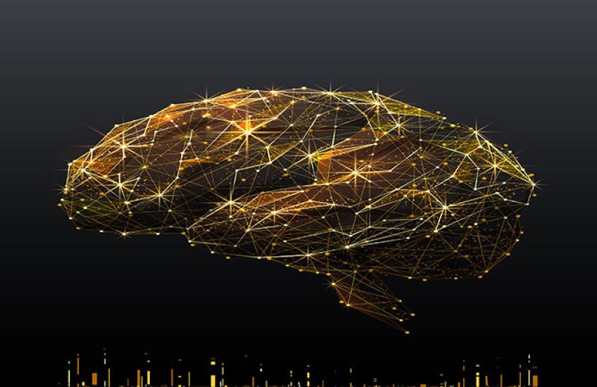 brain