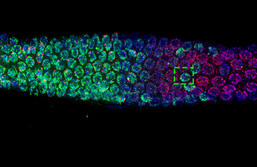 Cells in the body of a worm are colored green, blue and purple. A dotted green box indicates a single egg with abnormalities due to chemical exposure.