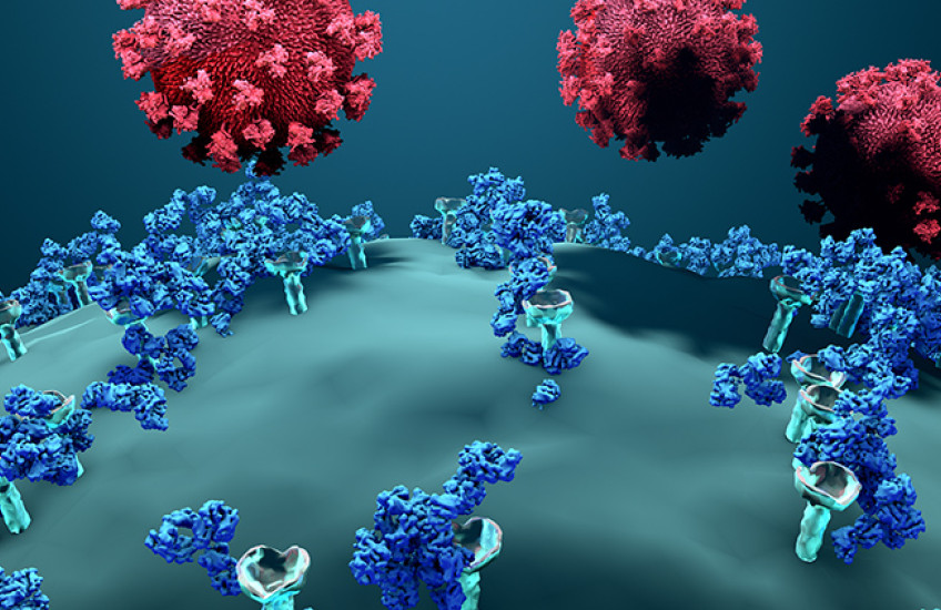 Antibodies and SARS-CoV-2 virus