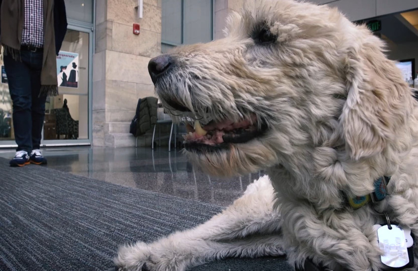 Dayton the dog