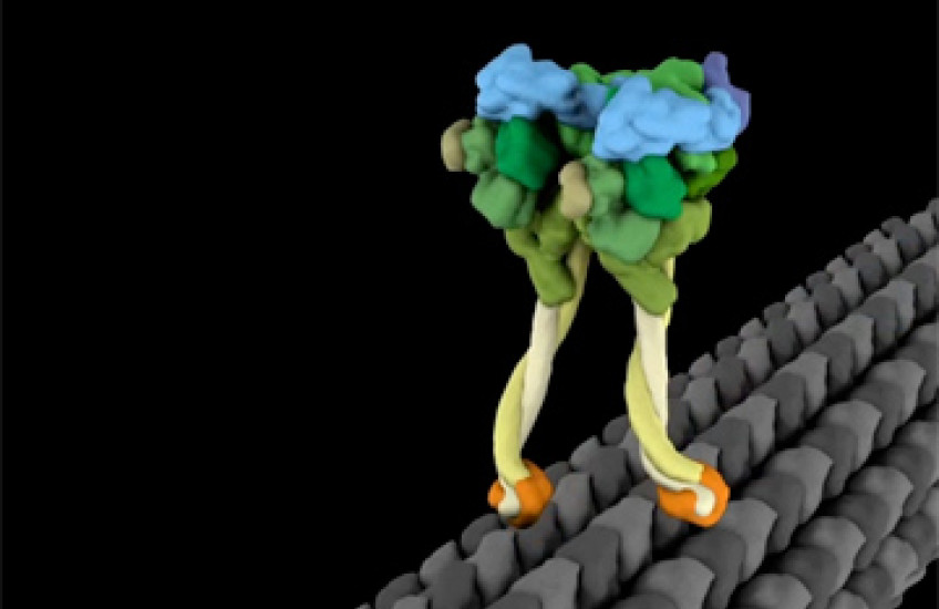 Molecular Motor Struts Like Drunken Sailor