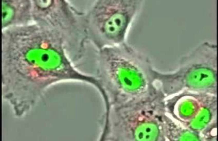 The process of entosis
