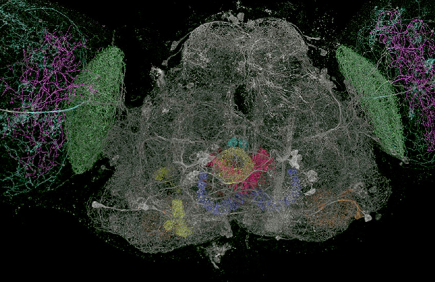 fruit fly brain