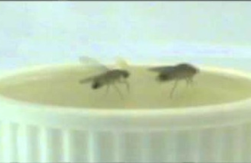 Two fruit flies