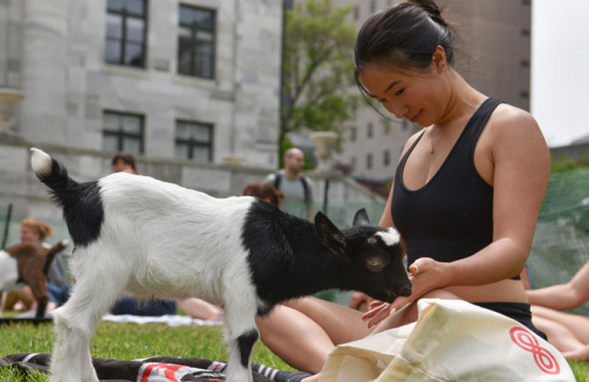 Baby goat licks the hand of a woman in lotus position