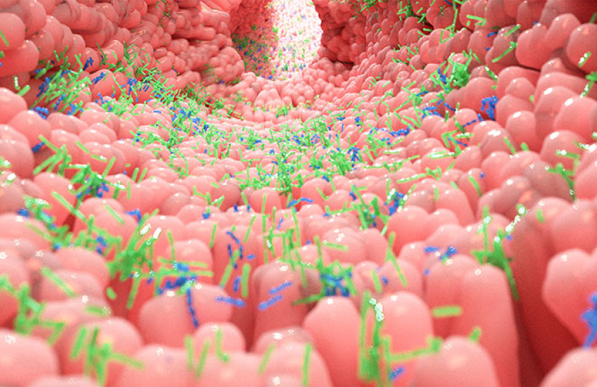 microscopic view of gut microbiota