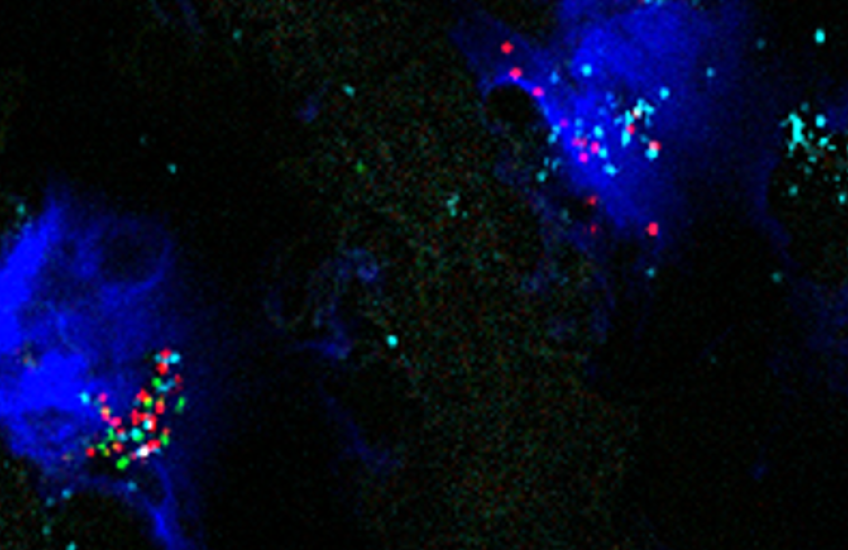 Microscope image with two dark blue blobs against a black background. Within the blobs are a scattering of green, blue and red dots.
