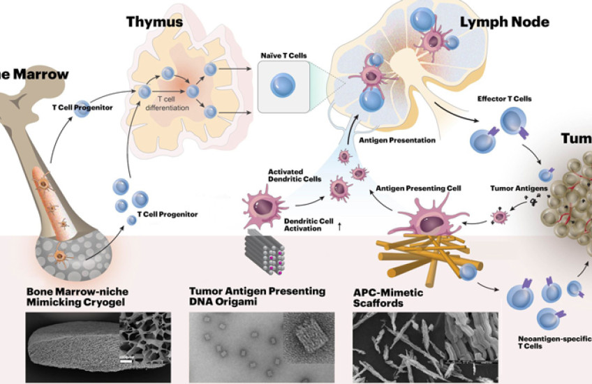 Diagram showing immunotherapy treatments for cancer with biomaterials at different stages of development