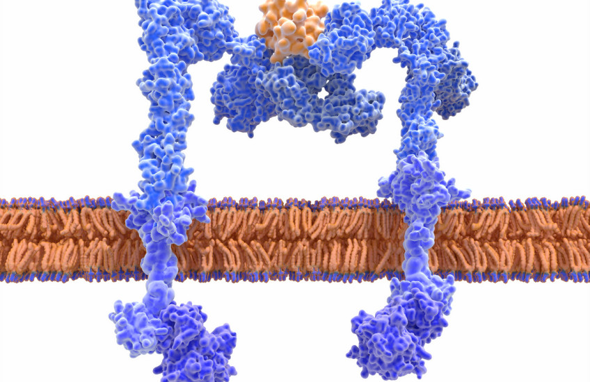 insulin receptor