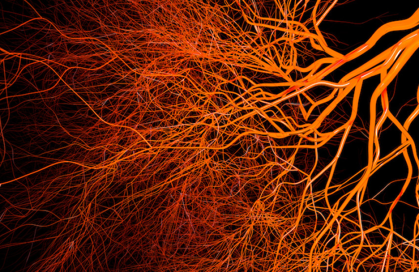 Stylized image of blood vessels