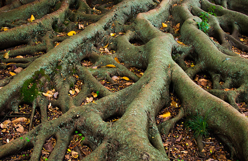 photo of tree roots