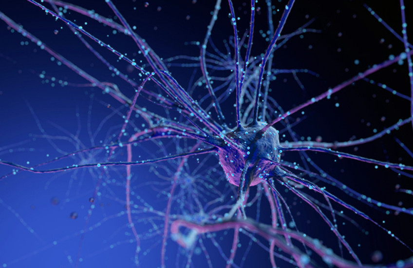neurons