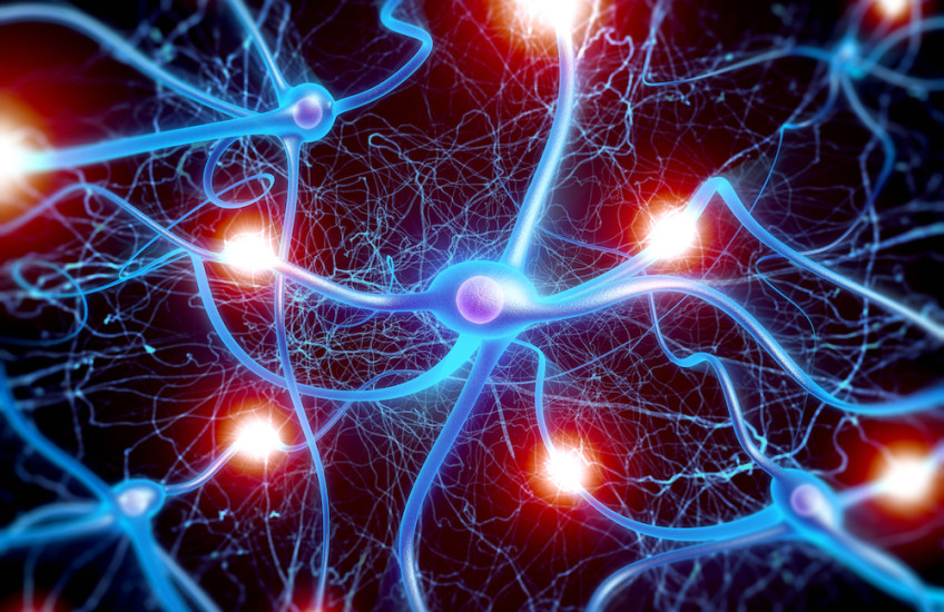 A Neuron's Hardy Bunch