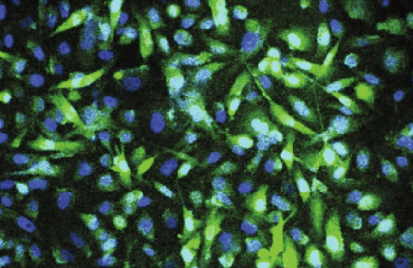 Cells and nuclei glow blue and green