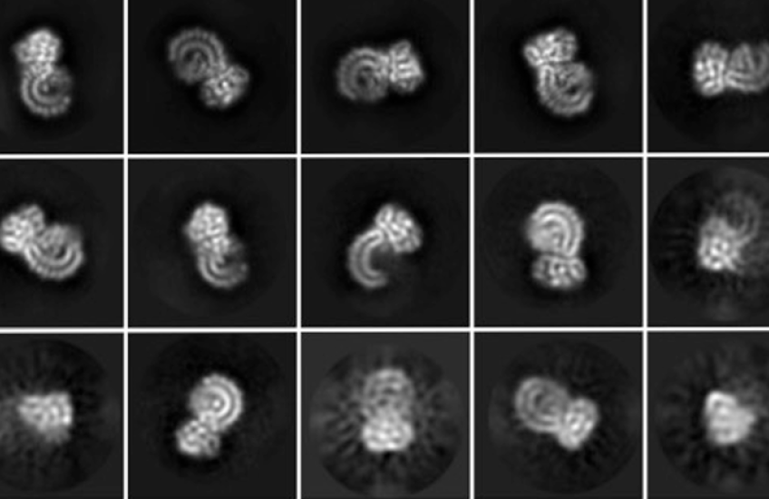18 square microscopy images of curly protein in different orientations