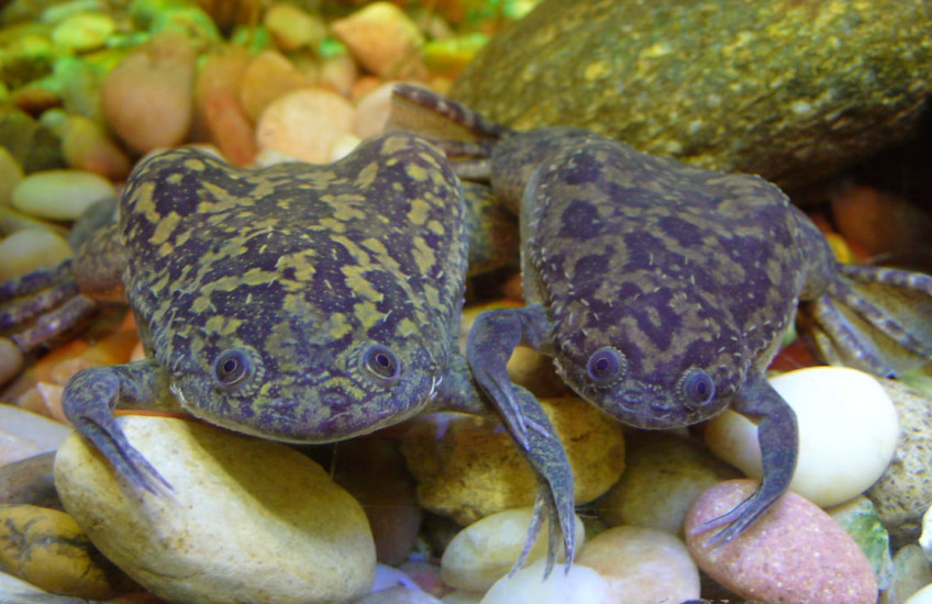 Two African Clawed Frogs