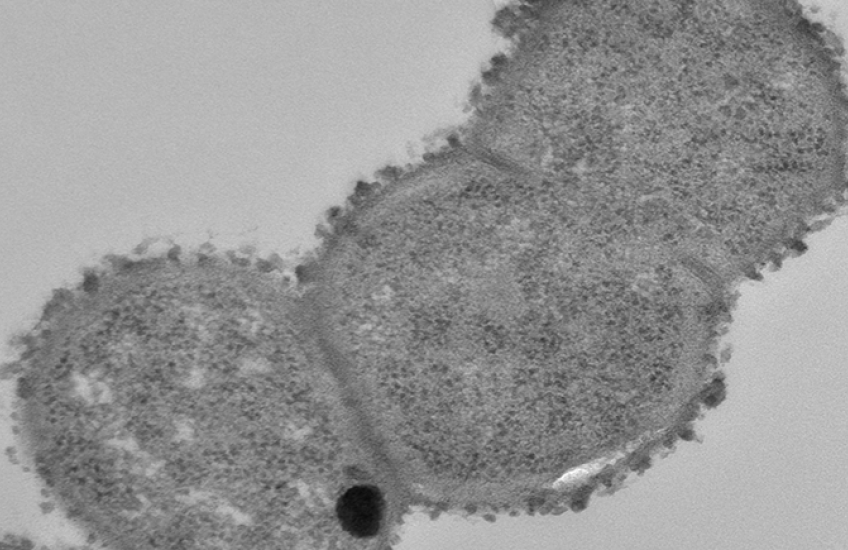 R. gnavus bacteria in three connected round segments, gray against a lighter gray background