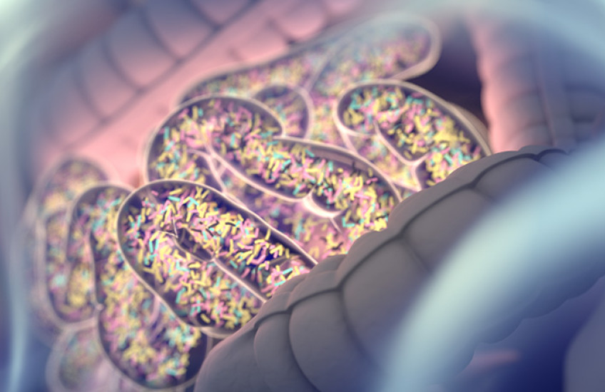 colorful digital illustration of bacteria in the gut