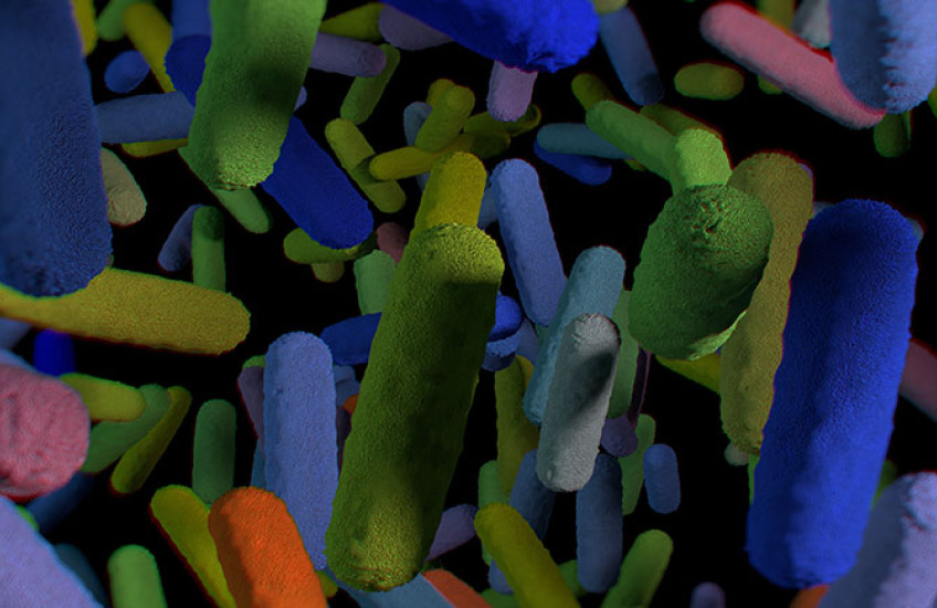gut microbiome
