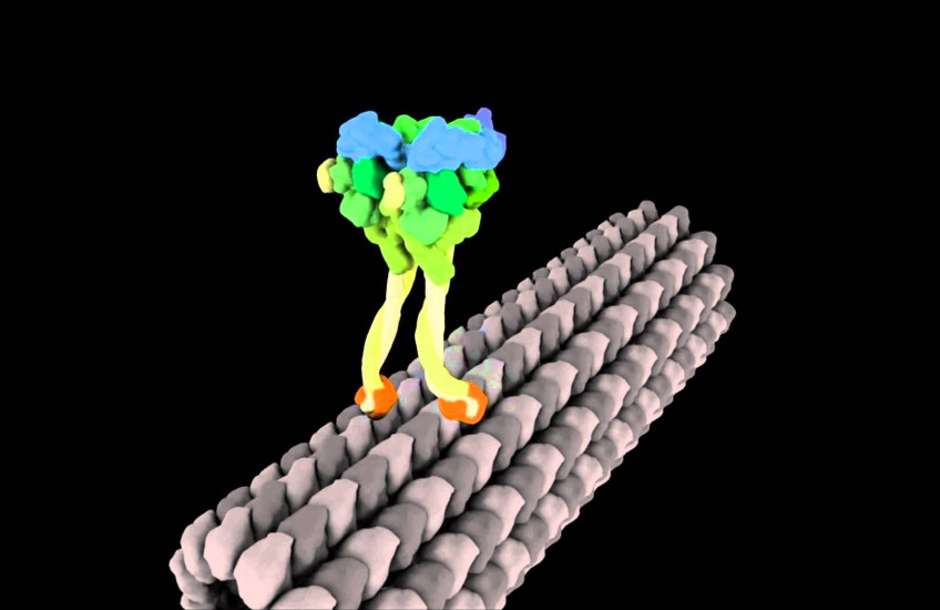 A molecular motor
