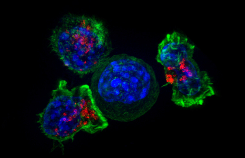 microscope image shows three green-outlined cells surrounding a round blue cell against a dark backdrop