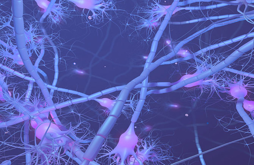 neurons