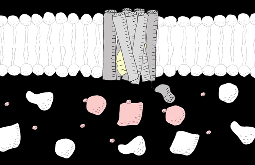 screen shot of cell receptor animation