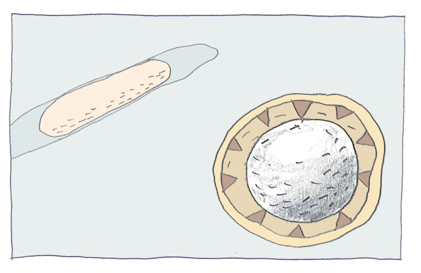 An animation of cell nuclei