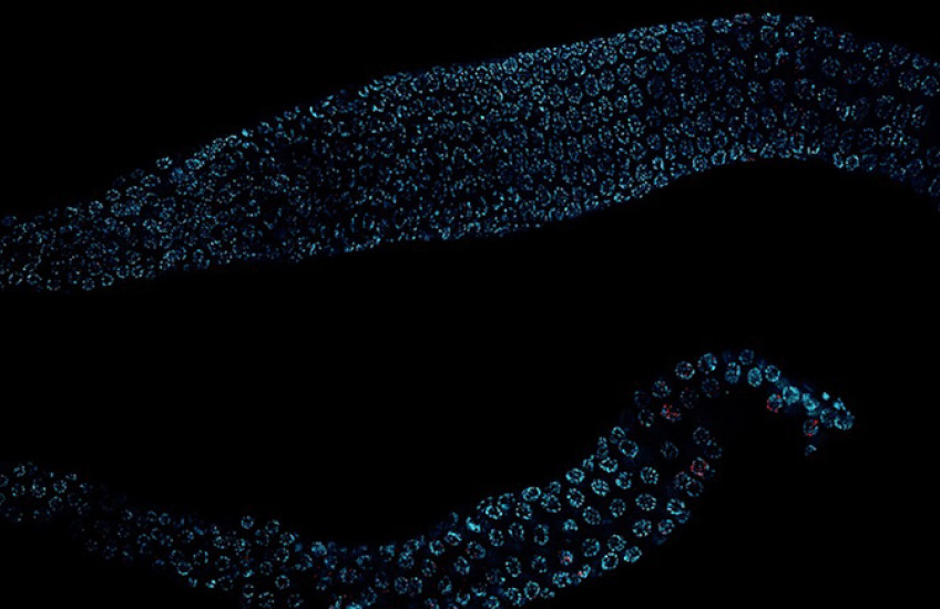 Cell nuclei glow blue against a black backdrop in micrographs of two C. elegans worms