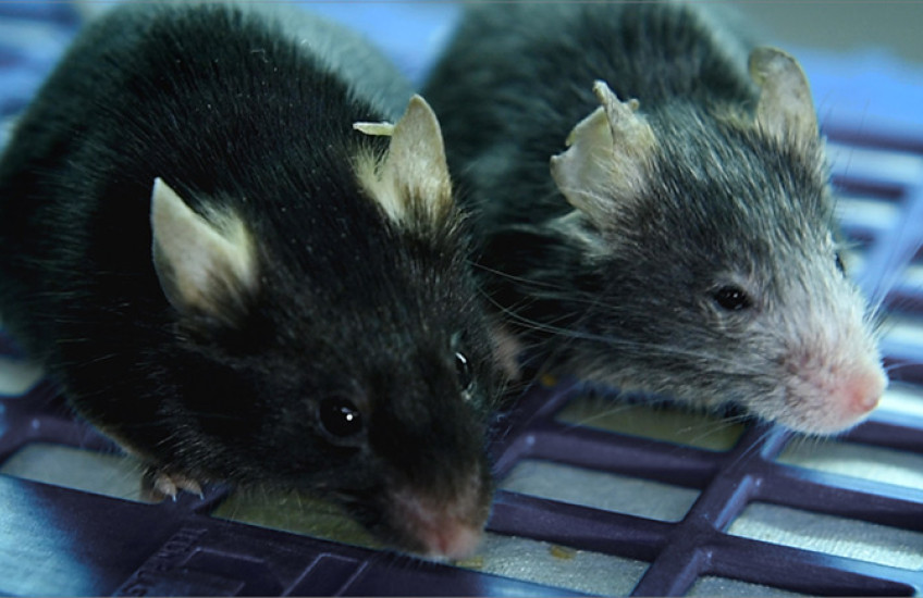 two sibling mice side by side; one has dark fur, the other, gray fur