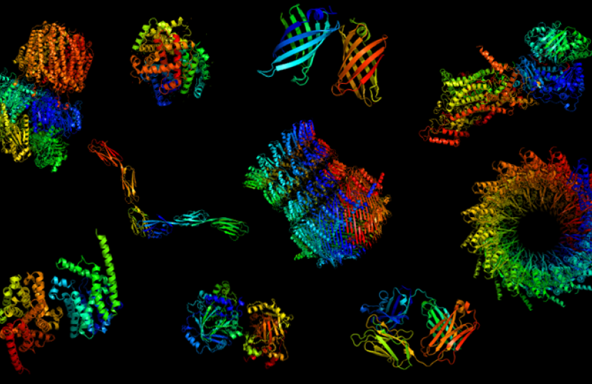 proteins