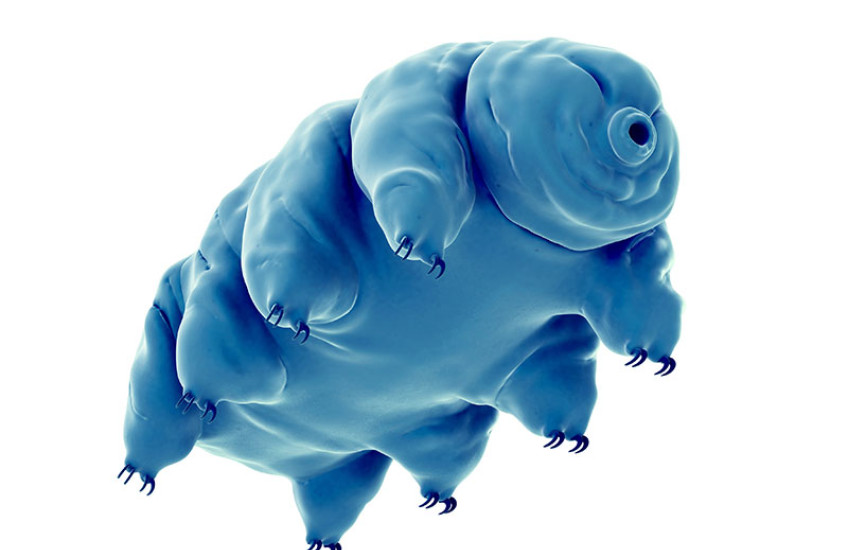 water bear