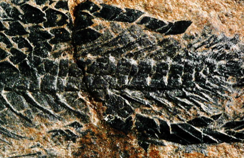 Fossil spine and tail of an ancient fish