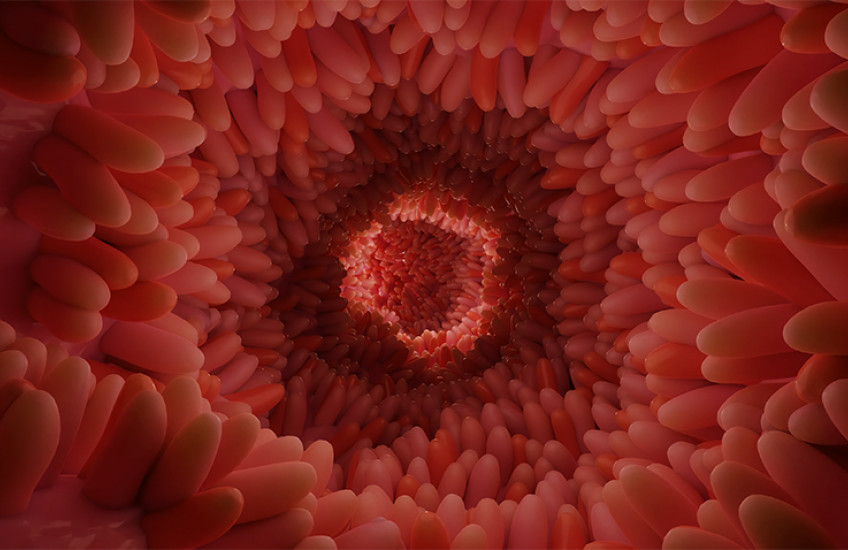 illustration of the inside of an intestine