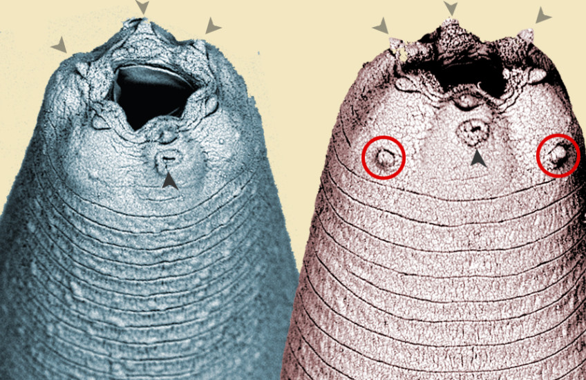 Scanning electron micrographs show two earthworm-like heads side by side, tinted different colors. Each head has a hole for a mouth, surrounded by six bumps. Some of the bumps are marked with arrows.