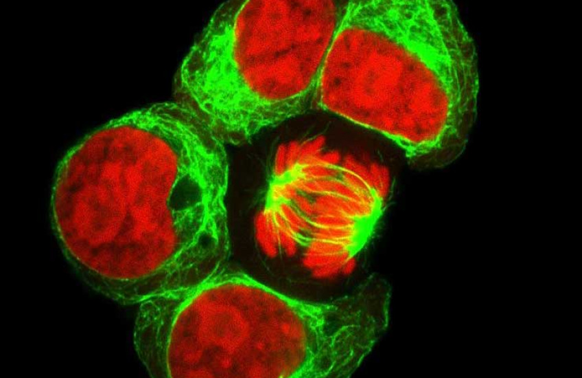 Retracing a Blood Cell's Fate