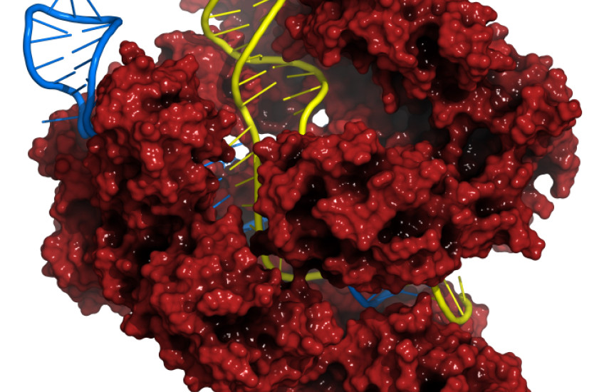 Evolving CRISPR