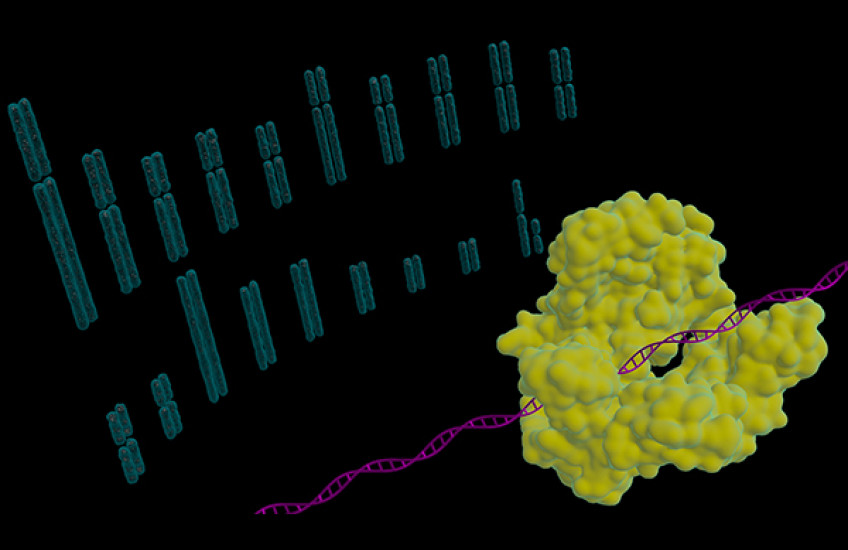 Artistic rendering shows pig chromosomes (background) which reside in the nucleus of pig cells and contain a single strand of RNA, and the Cas9 protein targeting DNA (foreground).