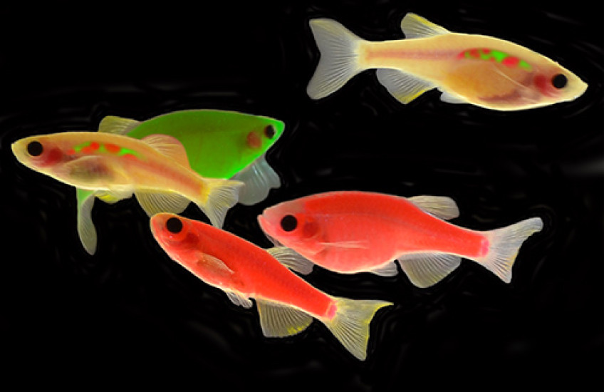 Red Fish, Green Fish