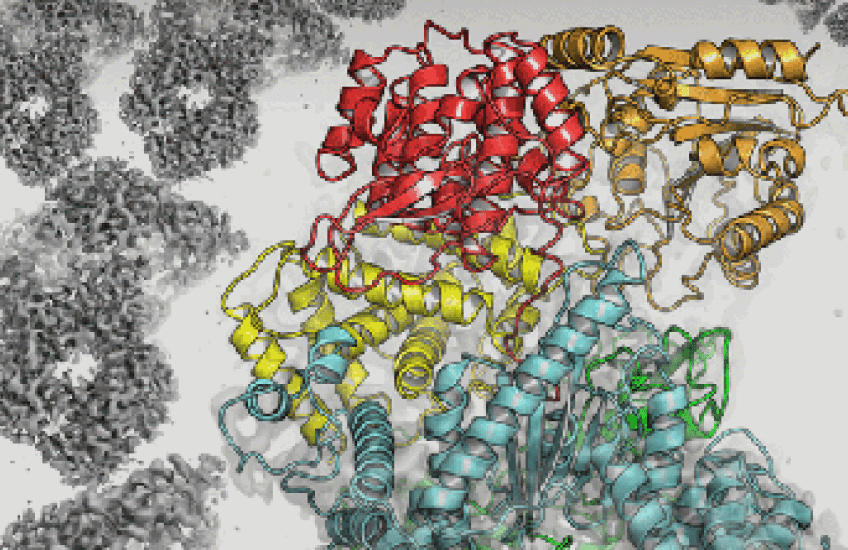 Viral Protein in Their Sights