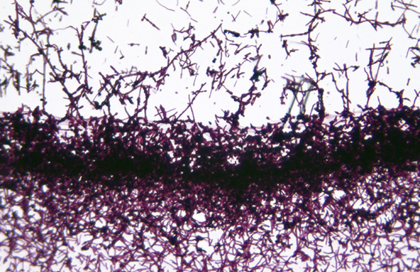 Combating Candida Albicans