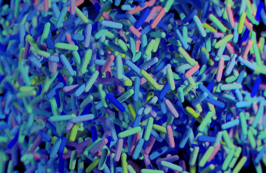 Listening in on Bug-Gut Chatter