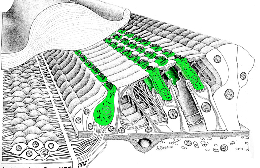 Splitting Hair Cells
