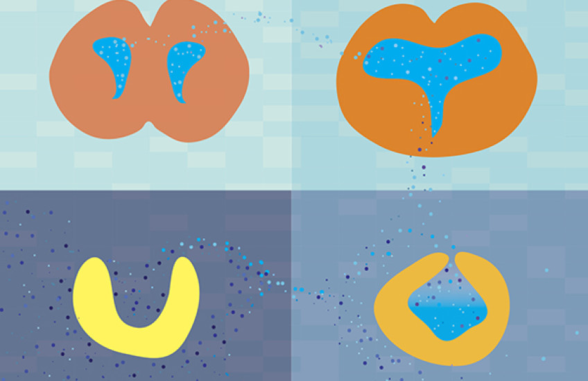 Prenatal Proteomics
