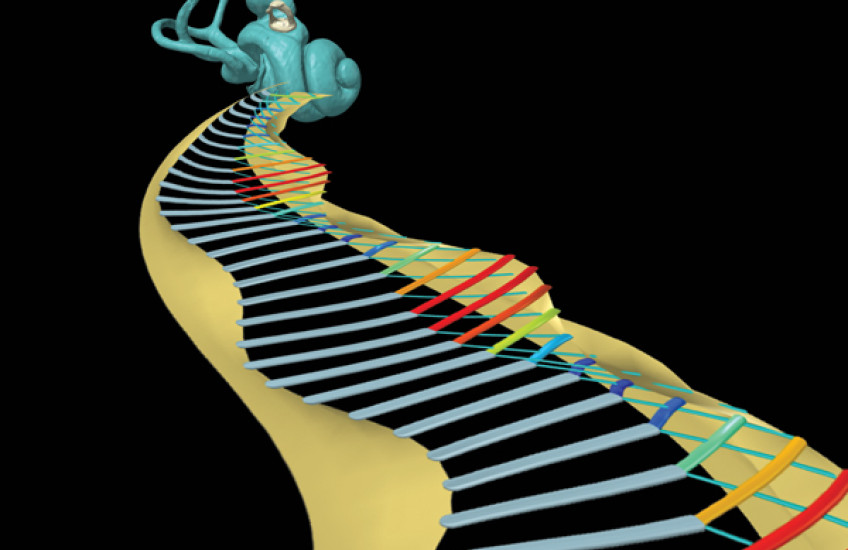 Function Follows Form