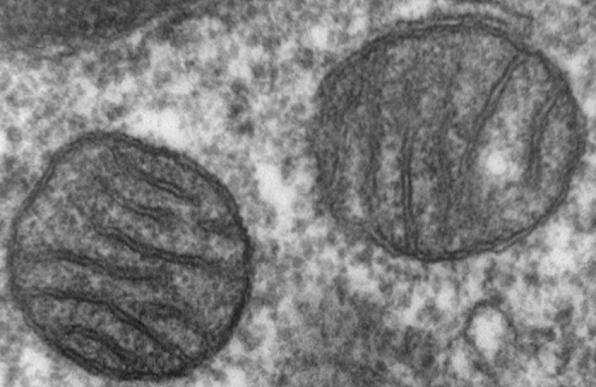 Mitochondrial Mystery