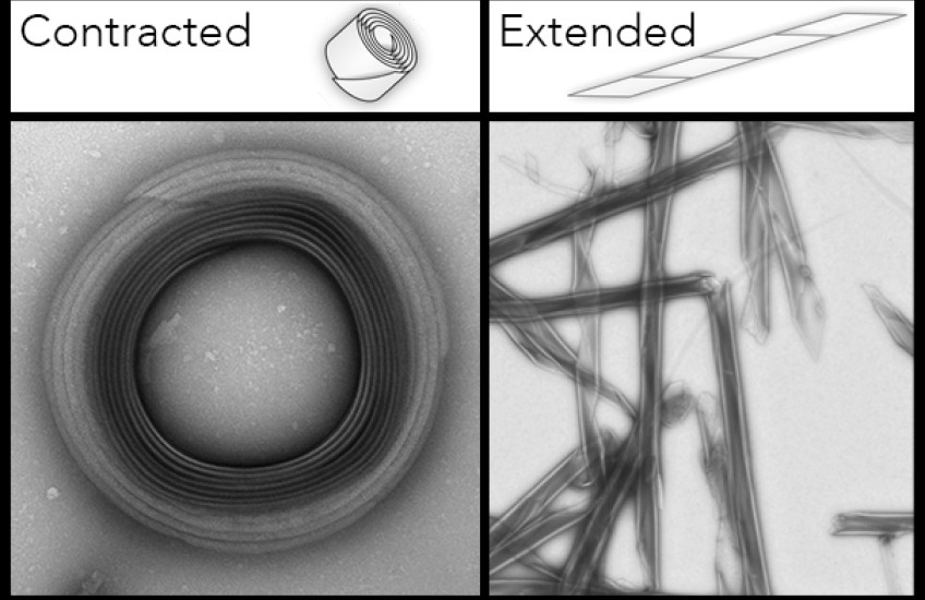 Breaking Cell Barriers