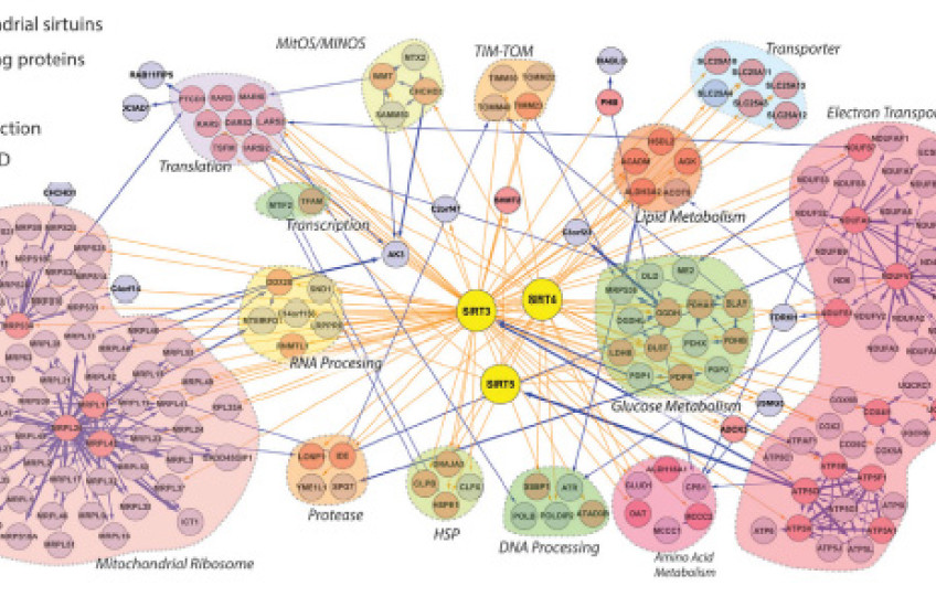 Protein Partners