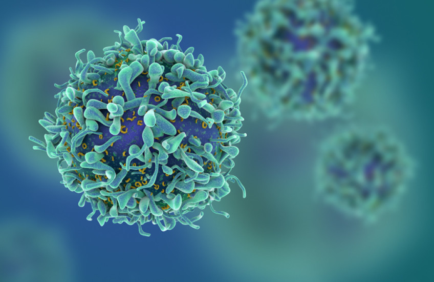 New T-Cell Subtype Found