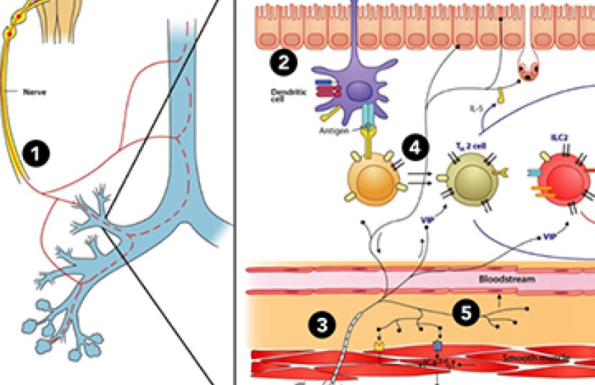 Breaking the Neuro-Immune Cycle